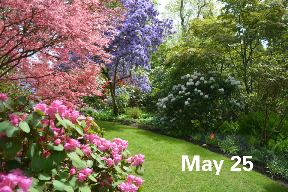May 25